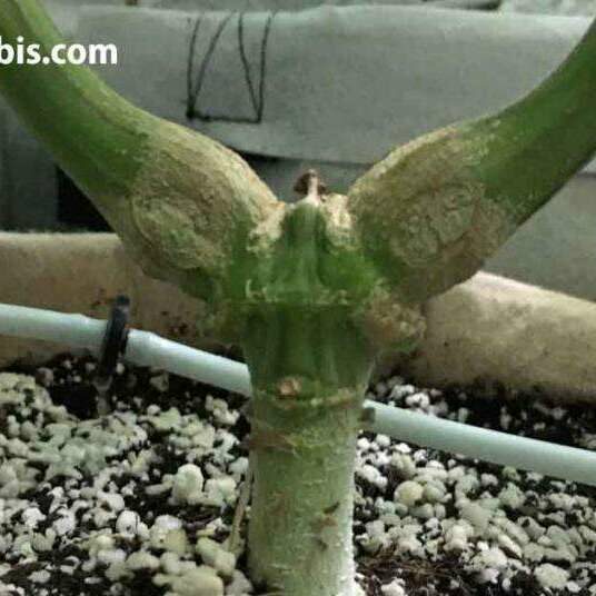 5 weeks after supercropping and the plant has biceps!