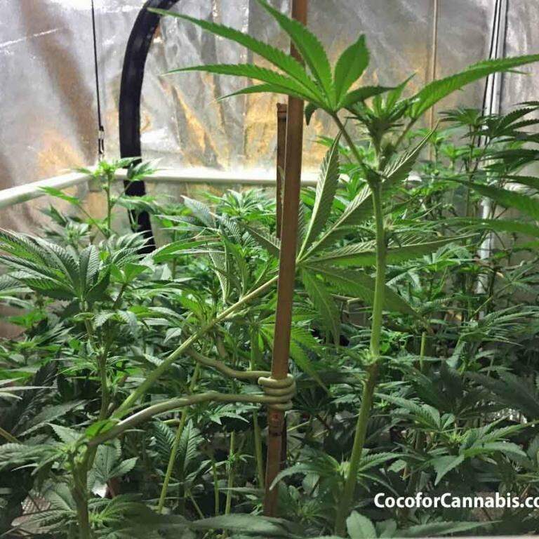 Step 2: Pinch to create soft spot and lower cola onto support