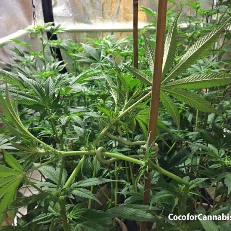 
Step 3: Repeat process for other colas. Be sure to support and restrain.