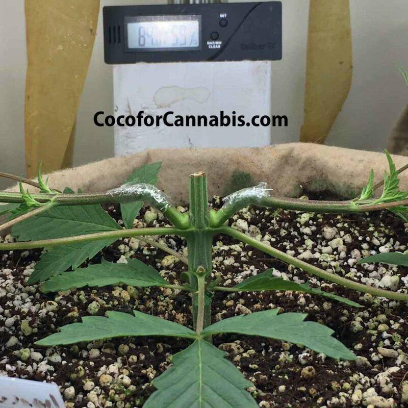 Step 2: Pinch to create soft spot and lower cola onto support